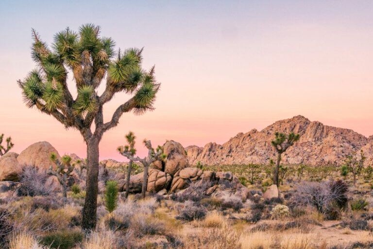 A Comparison of Joshua Tree National Park Driving Tours