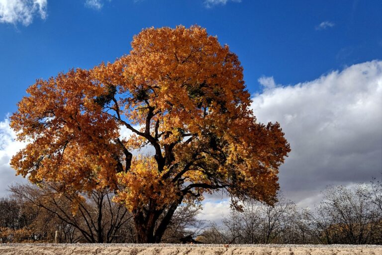 RV Rental in El Paso, Texas: The Best Companies