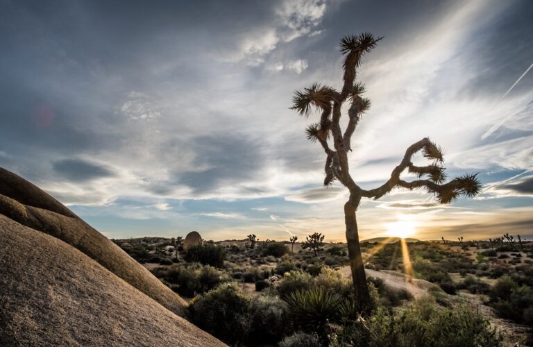 7 Things to Do with Kids in Palm Springs