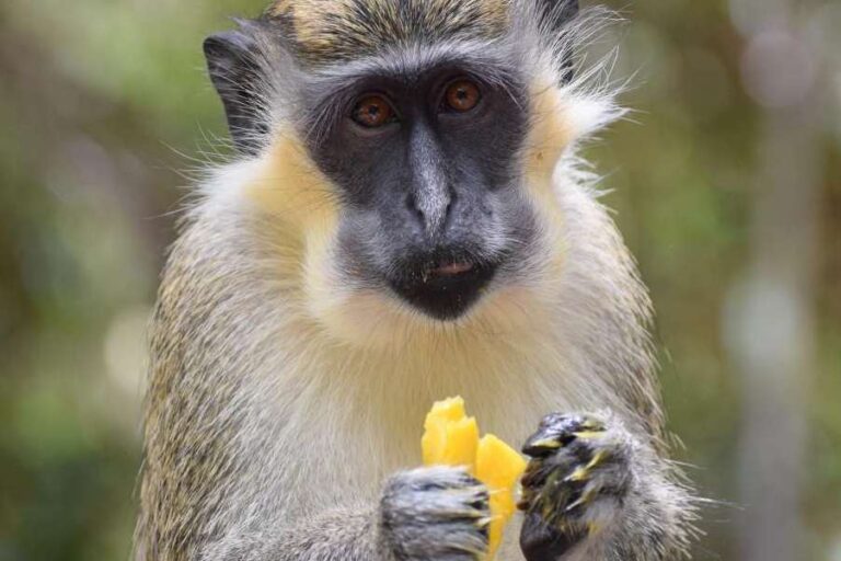 5 of the Best Barbados Island Tours from Bridgetown