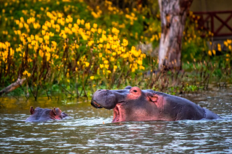 5 of the Best Kenya Camping Safaris