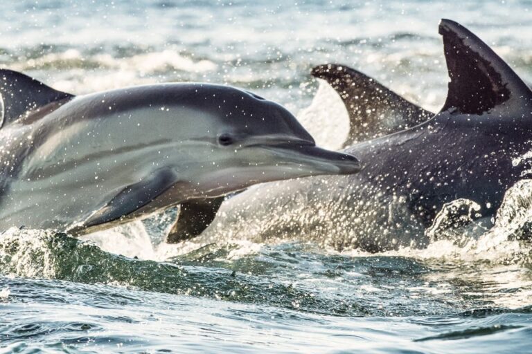 3 of the Best Cape May Dolphin Watching Tours