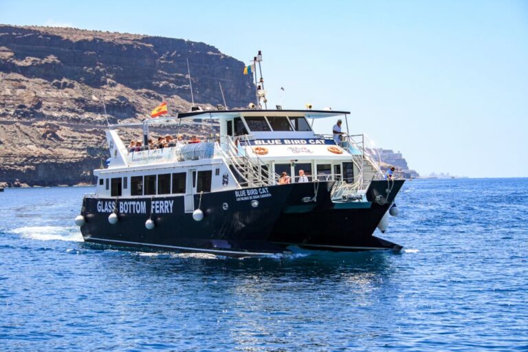 Gran Canaria: 5 of the Best Dolphin Watching Tours