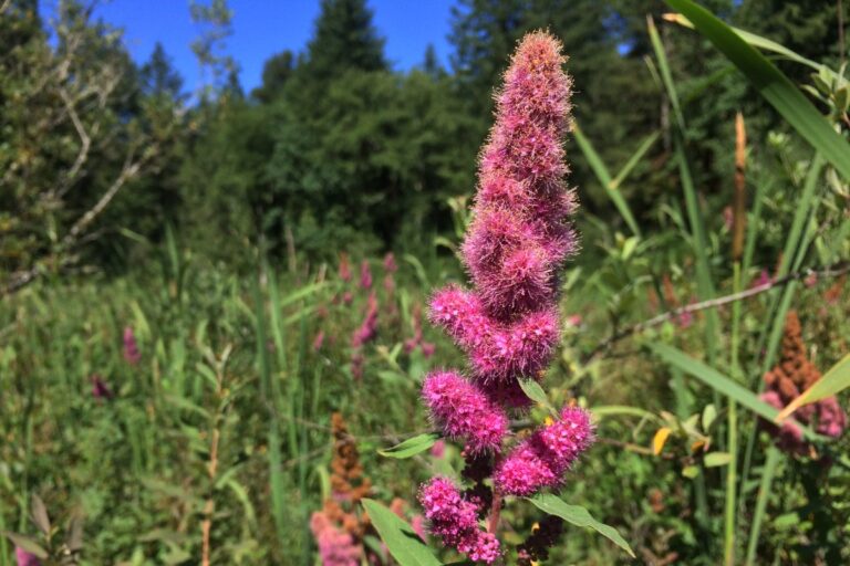 Campervan Rental in Portland: The Best Companies