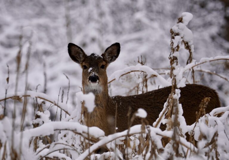 7 Unique Things to Do in Bellevue