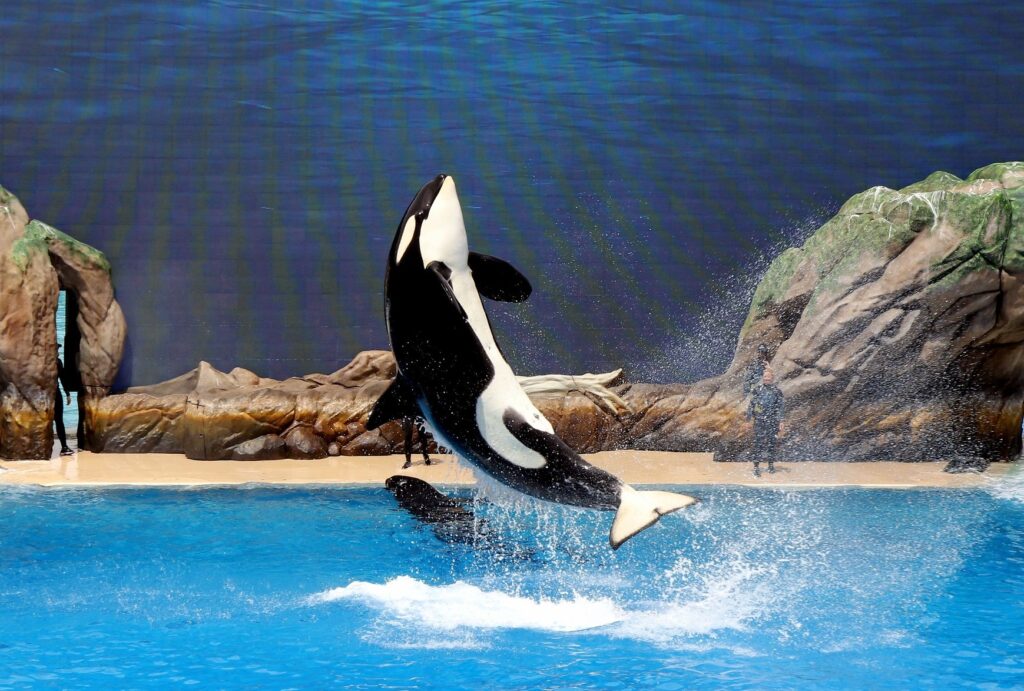 Where to Buy Discount SeaWorld San Diego Tickets