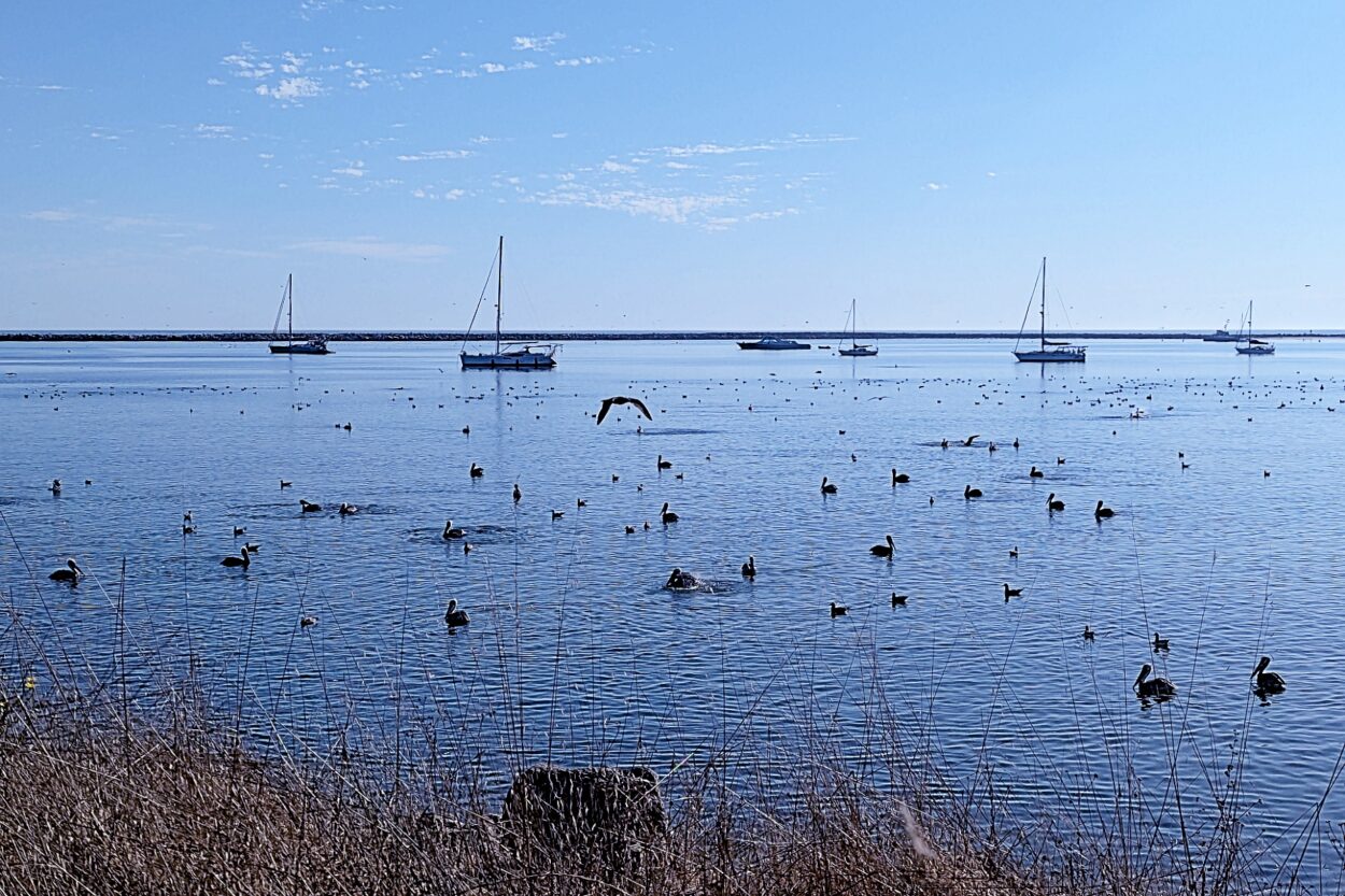 boats and birds Half Moon Bay, San Francisco Peninsula by Michael C. Upton