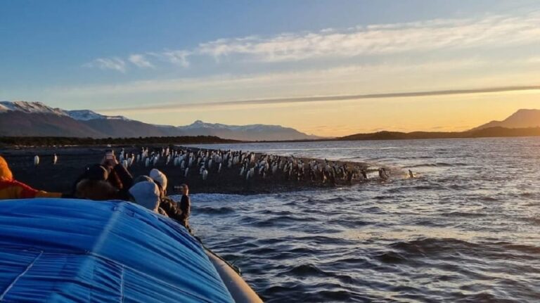 Editor Picks: Penguin Watching Tours in Ushuaia