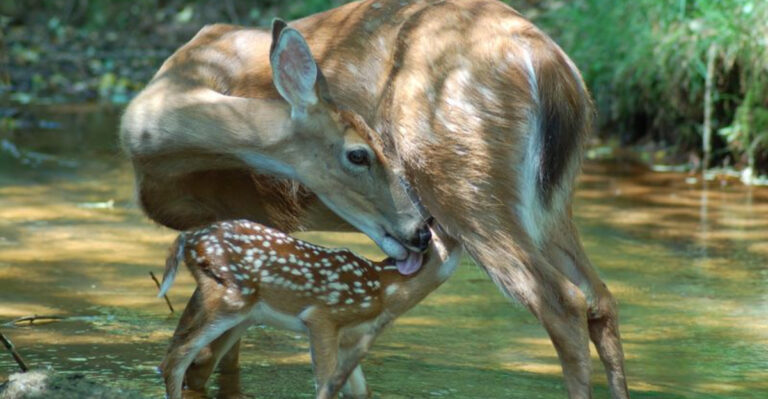 Animal Lovers Are Falling For This Little-Known Sanctuary In Georgia