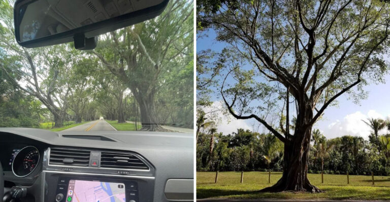 Drive Through Florida’s 20-Mile Tree Tunnel That Feels Magical