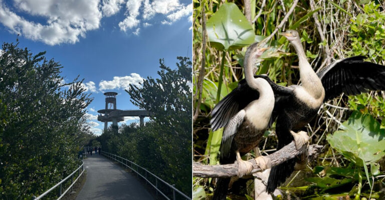 Explore 15 Miles Of Stunning Everglades Scenery On This Bike Trail In Florida