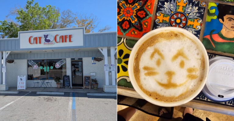Meet Friendly Rescue Cats While Enjoying Your Morning Coffee At This Florida Café