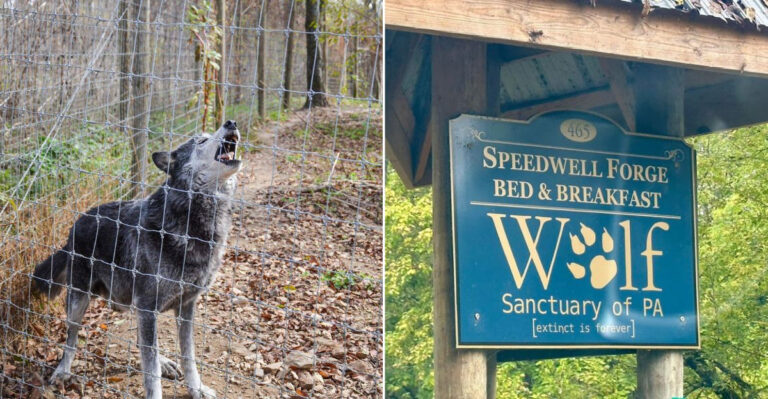 Meet Wolves Face-To-Face At This Unique Pennsylvania Sanctuary