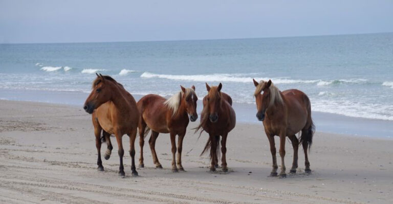 North Carolina’s Wildest Beach Adventure Starts Where The Road Ends