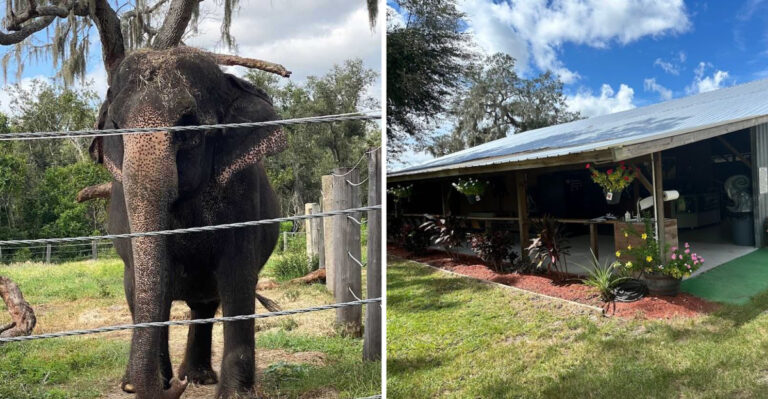 Plan A Trip To This Unique Elephant Sanctuary In Florida For An Unforgettable Experience