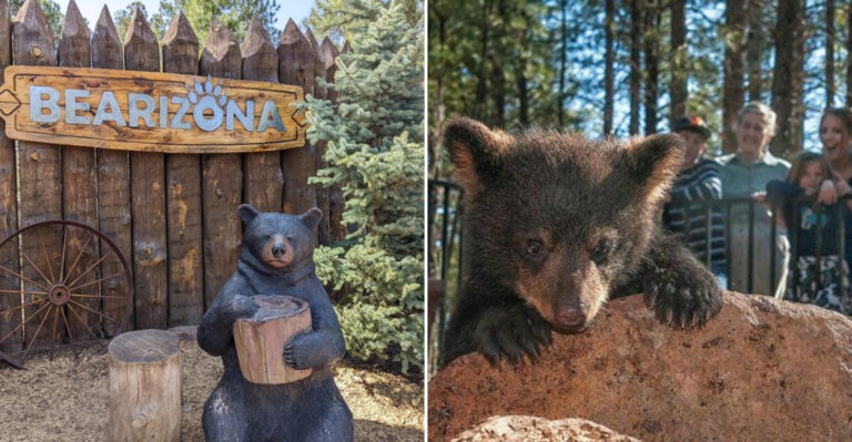 Take The Ultimate Drive Through A Heart-Racing Wildlife Adventure Across 160 Acres In Arizona