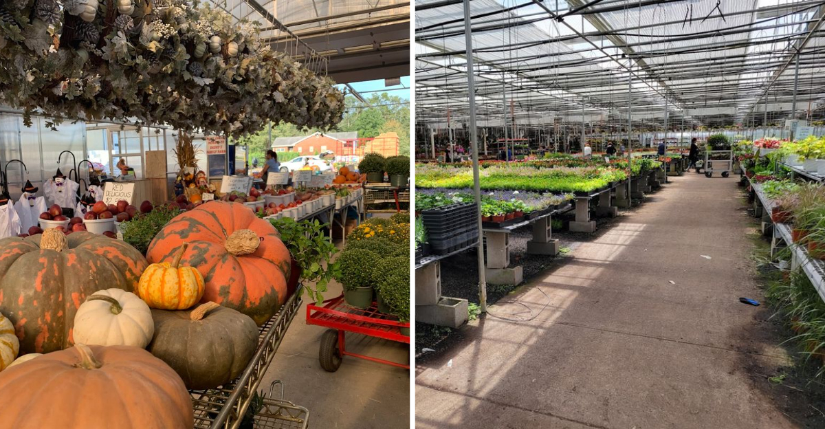 The Huge New Jersey Greenhouse Where Cash Rules And Prices Feel Stuck In The 90s
