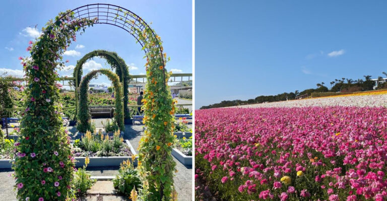 This 50-Acre Flower Field In California Is One Of The Most Unreal Sights In The State