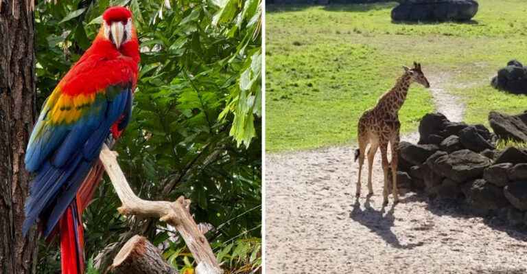 This 75-Acre Florida Zoo Lets You Paddle Past Giraffes And Zebras