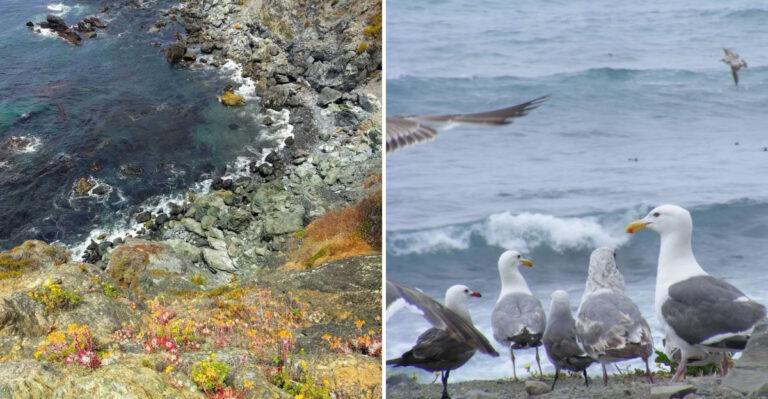 This Hidden California Beach Park Is A Dream Spot For Gemstones And Rare Rocks