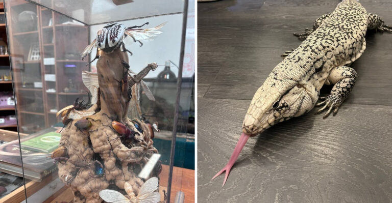 This Illinois Museum Dedicated To Bugs Is One Of The Creepiest Attractions Around