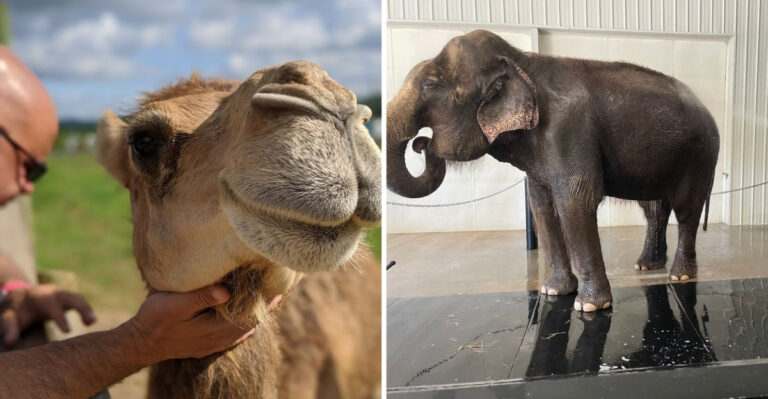 This Massive Indiana Ranch Lets You Feed Giraffes, Bathe Elephants, And Explore 1,100 Acres