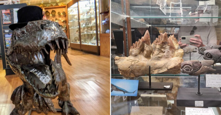 This Mineral Shop In Illinois With a Hidden Underground Dinosaur Museum Experience