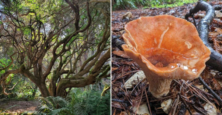 This Tiny State Park In California Is A Stress-Free Slice Of Paradise