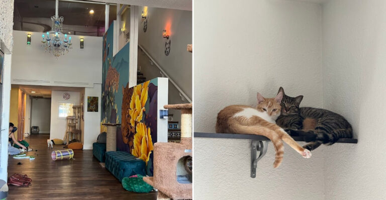 Three Floors Of Cat Magic Await At This Charming Arizona Cat Café