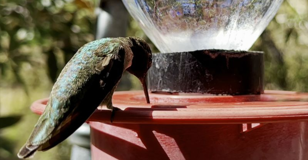 Why This Arizona Town Is Known As The Hummingbird Capital Of America
