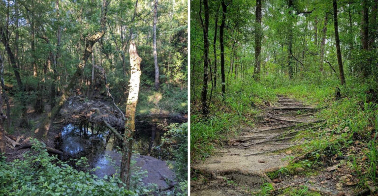 You’ll Pass Sinkholes, Caves, And Stunning Views On This 3.6-Mile Florida Hike