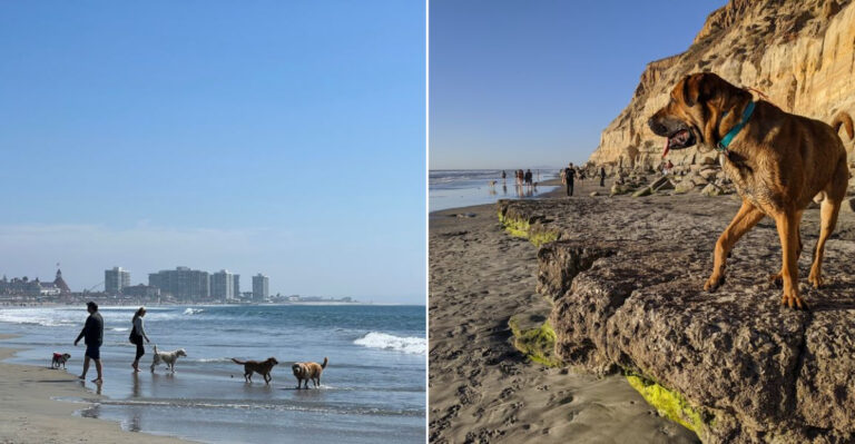 10 Must-Visit Dog Beaches In California That Will Make Your Pup Very Happy