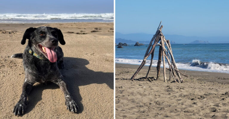 12 Stunning Dog Beaches In Oregon That Will Have Your Pup Living Its Best Life