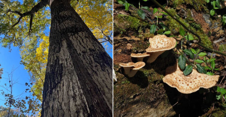 One Of The Last Places On Earth With 400-Year-Old Trees Is Right Here In Indiana