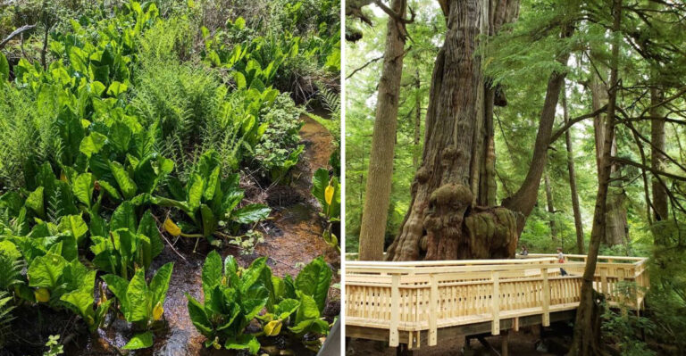 Oregon’s Most Stunning Boardwalk Hike Is A Must For Outdoor Enthusiasts