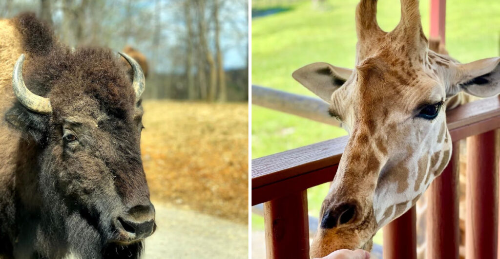 Spot Exotic Animals From Your Car At This Unique Drive-Through Wildlife Park In Virginia