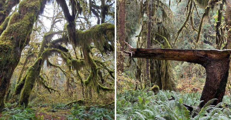 The 1-Mile Hike In Washington That Looks Like Another Dimension