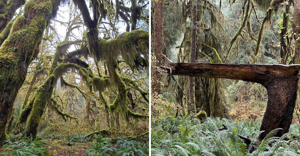 The 1-Mile Hike In Washington That Looks Like Another Dimension