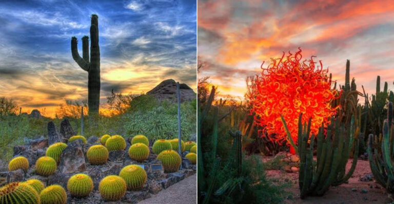 The Beautiful Botanical Garden In Arizona That Escapes Most Travelers’ Lists