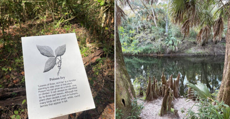 The Scenic Trail In Florida That Leads To A Gorgeous Hidden Swimming Hole
