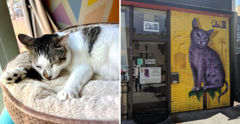 This California Café Lets Rescue Cats Roam While You Sip Your Coffee