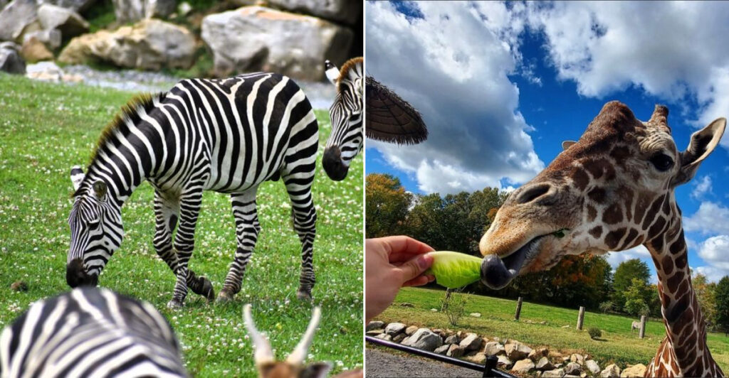 This Drive-Through Wildlife Park In Pennsylvania Brings You Surprisingly Close To Exotic Animals