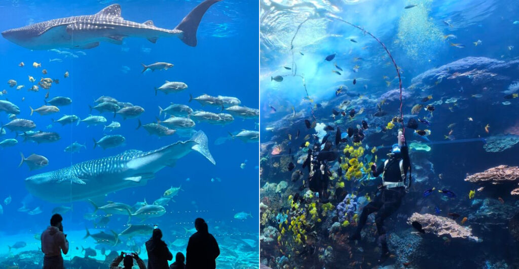 This Georgia Aquarium Has An Underwater Tunnel That Feels Truly Unreal