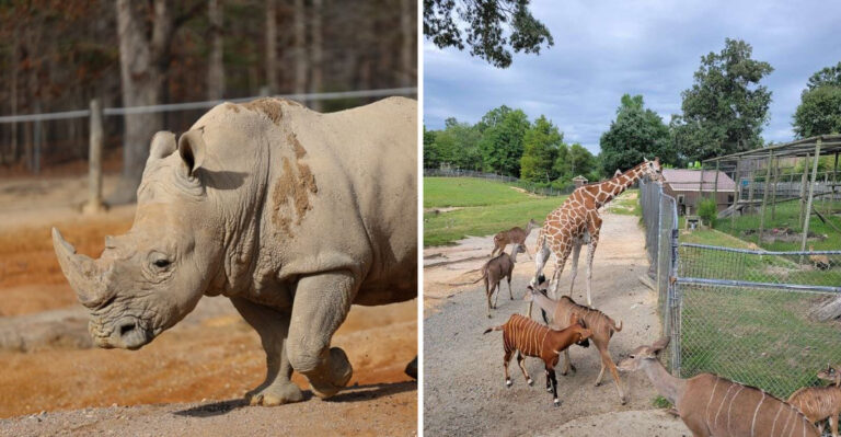 This Giant Virginia Zoo Has Giraffe Feeding, Zip Lining And Up-Close Animal Experiences