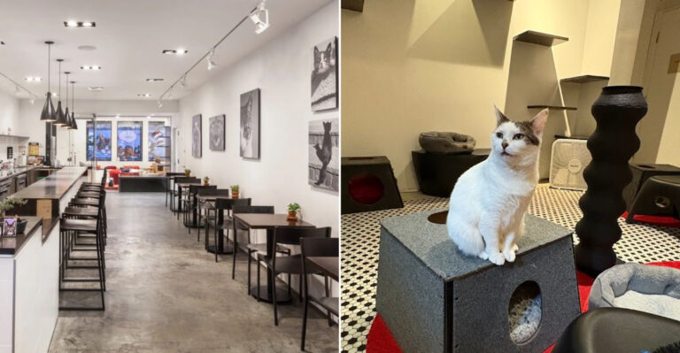 This New York Cat Cafe Is One Of The Sweetest Spots Any Cat Lover Can Visit