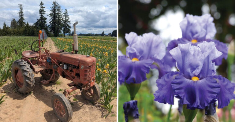 This Over-120-Acre Flower Field In Oregon Is So Surreal, You’ll Barely Believe It’s Real