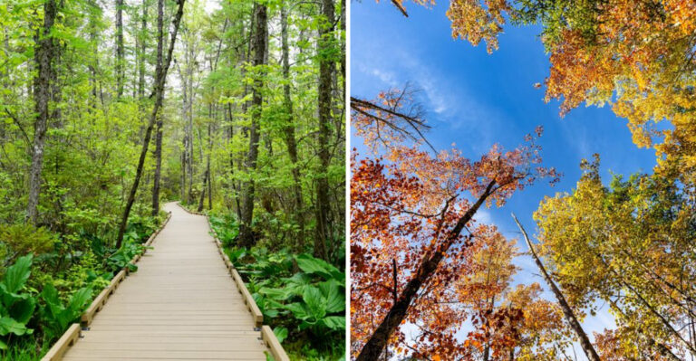 This Scenic Boardwalk In Maine Looks Like Jurassic Park Without The Dinosaurs