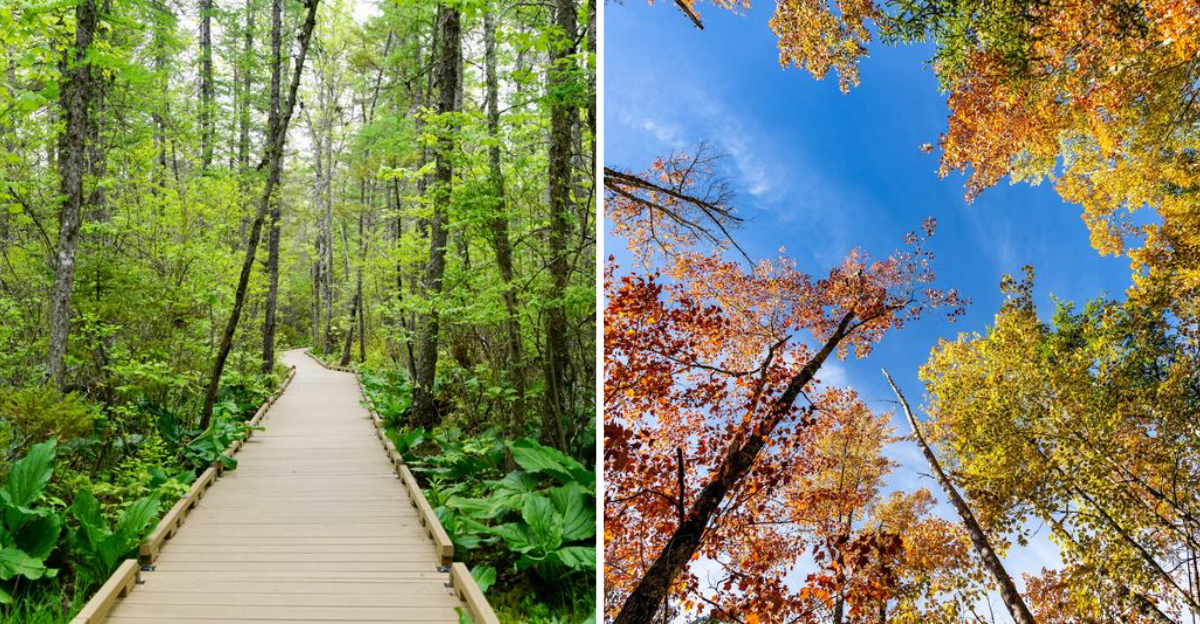This Scenic Boardwalk In Maine Looks Like Jurassic Park Without The Dinosaurs