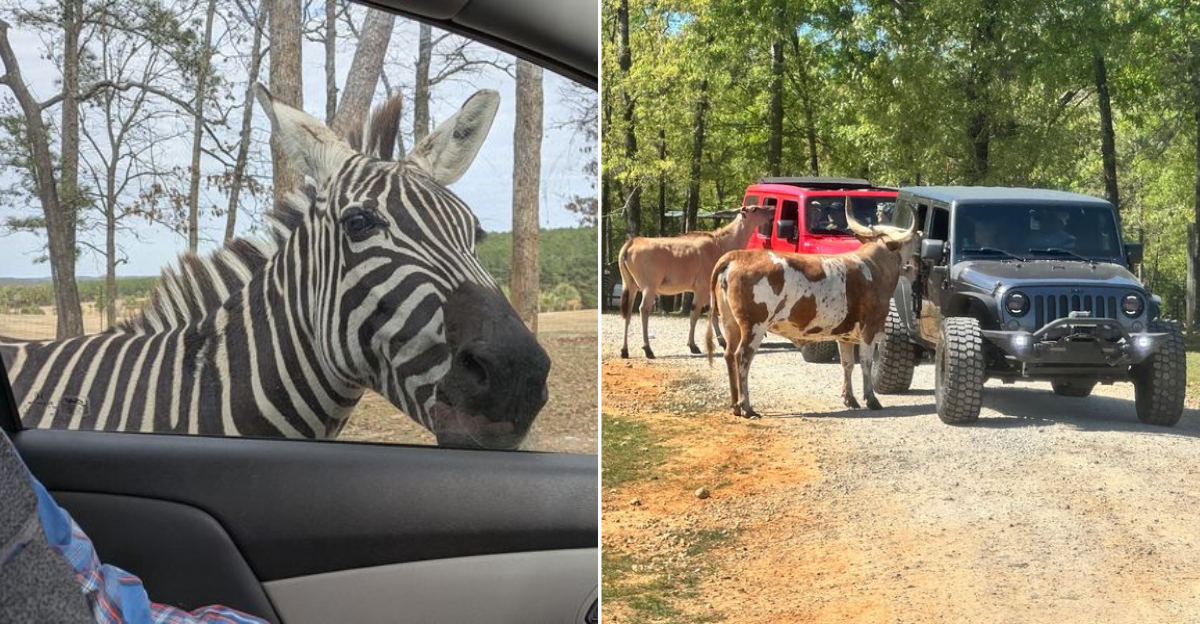 This South Carolina Zoo Lets You Get Surprisingly Close To Giraffes And Zebras