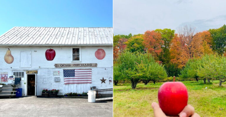 10 Best New York Apple Orchards Where Fresh Apples Make The Trip Worth It